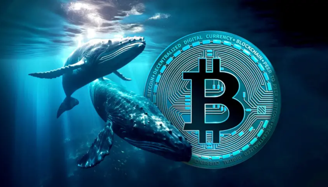 Bitcoin Whales 
