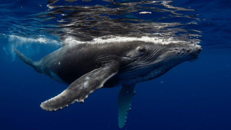 Fourth of July OG Whale Strikes Again: Another 10,000 BTC Moved as 30,000 Still Sit Idle