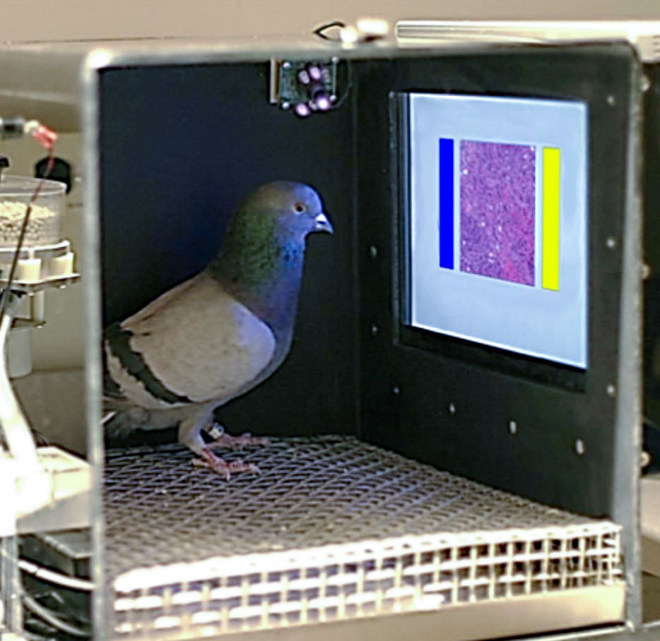 a pigeon in a box facing a lit screen with colored rectangles on it.