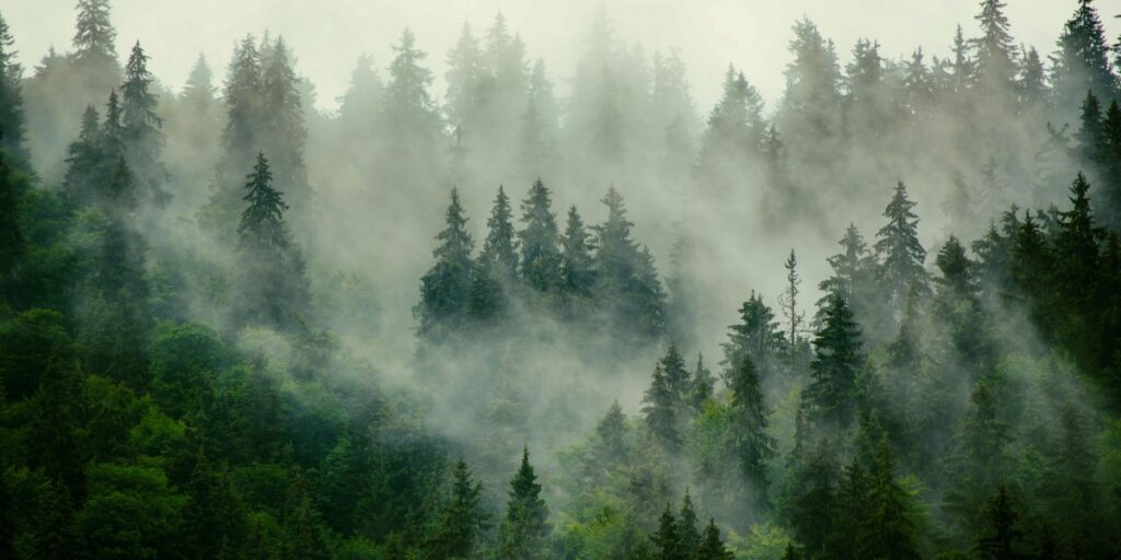 The problem with Big Tech’s favorite carbon removal tech